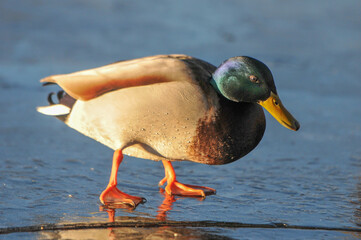 ducks on the lake 2022