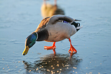 ducks on the lake 2022