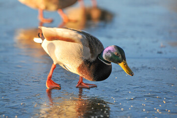 ducks on the lake 2022