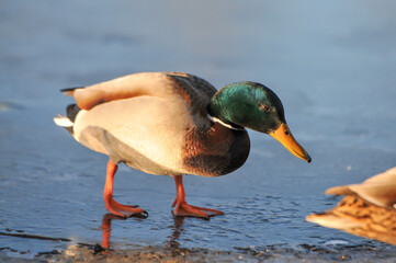 ducks on the lake 2022