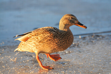 ducks on the lake 2022