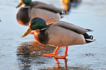 ducks on the lake 2022