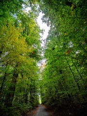 Obraz premium Herbstanfang im Mischwald