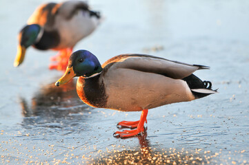 ducks on the lake 2022
