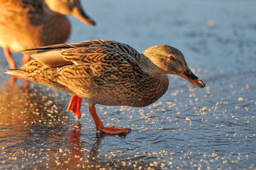 ducks on the lake 2022