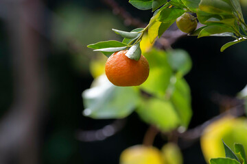 Close-up of a mandarin with raindrops on a mandarin tree during springtime 