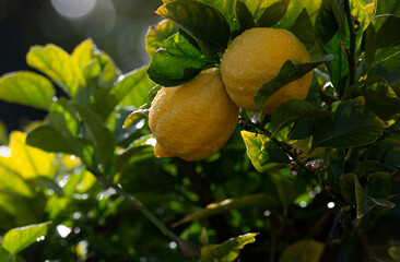 Close up of lemon on tree with rain drops in bright sunlight