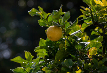 Close up of lemon on tree with rain drops in bright sunlight