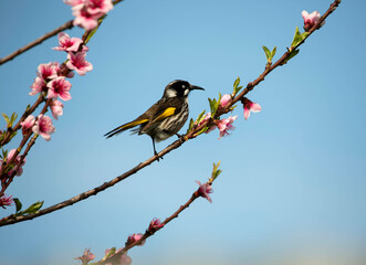New Holland Honey Eater bird perched on a blossom tree branch in Adelaide, South Australia
