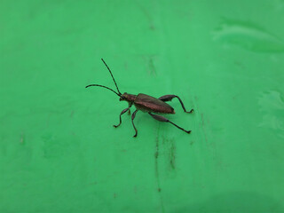 Tiny aquatic leaf beetle (Donacia sp.) sitting on a bright green plastic surface