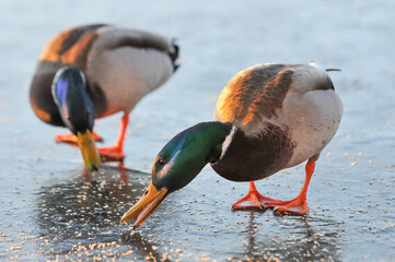 ducks on the lake 2022