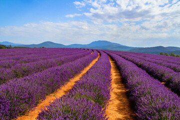 Fototapeta na wymiar Bridestowe Lavender farm in Tasmania