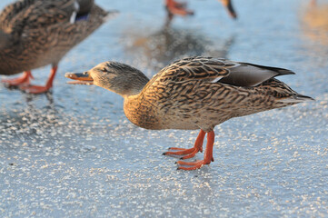 ducks on the lake 2022