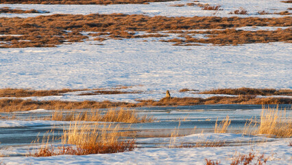Spring tundra in the Arctic. In the distance, a short-eared owl (Asio flammeus) sits near the river. Unmelted snow in the tundra in May. Wildlife of the polar region. Wild bird in natural habitat.