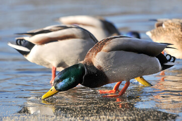 ducks on the lake 2022