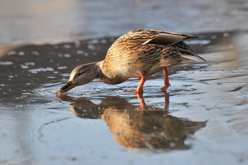 ducks on the lake 2022