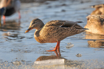 ducks on the lake 2022