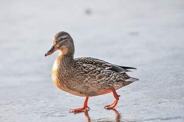 ducks on the lake 2022