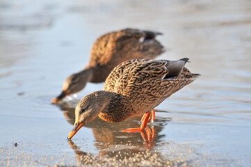 ducks on the lake 2022