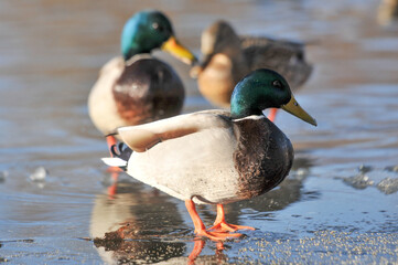 ducks on the lake 2022
