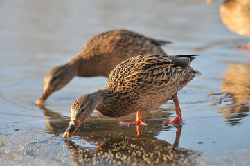 ducks on the lake 2022