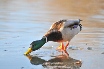ducks on the lake 2022