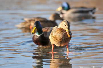 ducks on the lake 2022