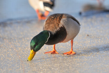 ducks on the lake 2022