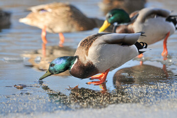 ducks on the lake 2022