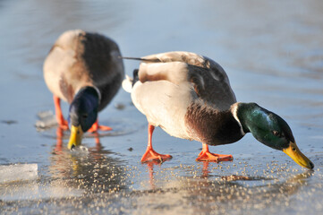 ducks on the lake 2022
