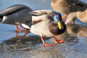ducks on the lake 2022