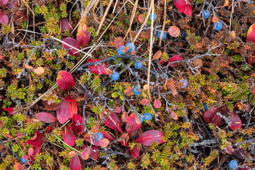 Top view of blueberries and colorful autumn foliage. Wild plants growing in the tundra in the Far...