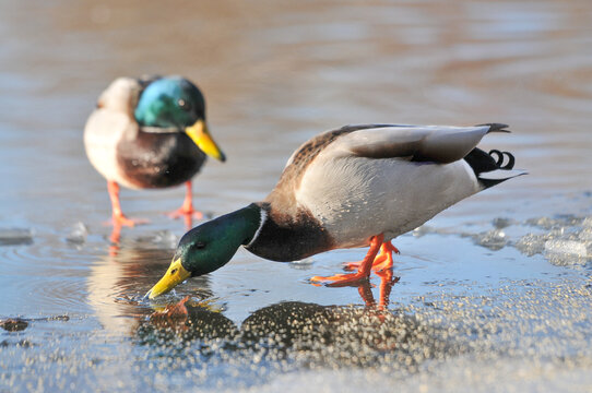 ducks on the lake 2022