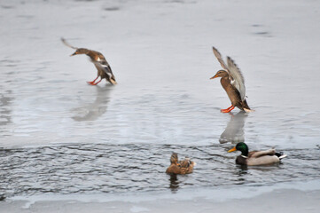 ducks on the lake 2022