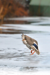 ducks on the lake 2022