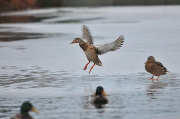 ducks on the lake 2022