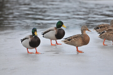 ducks on the lake 2022
