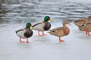 ducks on the lake 2022