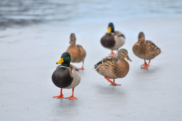 ducks on the lake 2022