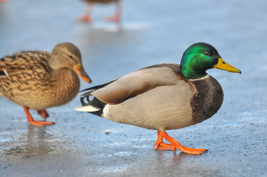 ducks on the lake 2022