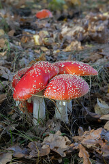 Poisonous mushrooms. Red fly agarics in the oak forest