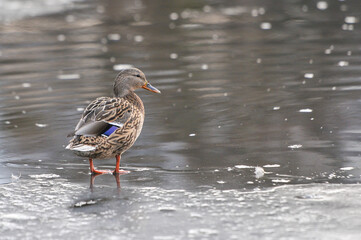 ducks on the lake 2022