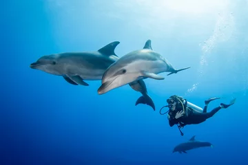 Fotobehang Dolphin with diver © Tropicalens