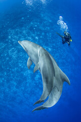 Obraz na płótnie Canvas Dolphin with diver