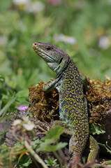 Close up of a big dominant adult male ocellated lizard or jewelled lizard (Timon lepidus). Scary green and blue lizard sunbathing on a rock with a natural grass field background. Taken in Lugo, Spain.