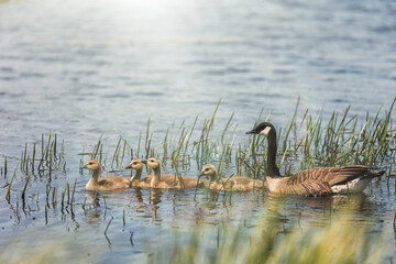 Mother Canadian Goose and Goslings Swimming in Pond