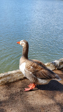 Large and beautiful goose that delights children and adults alike.