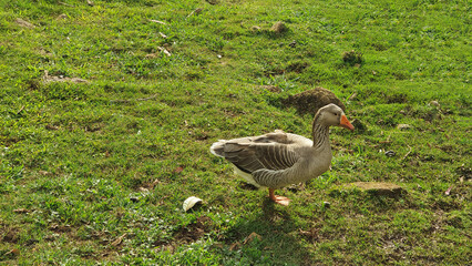 Goose on the meadow.