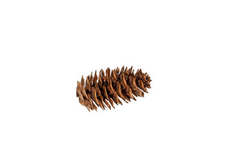 Pine cone closeup isolated cutout