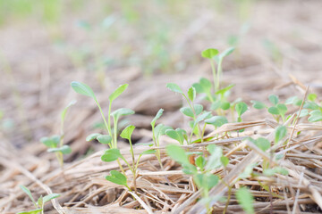 fresh vetgetable organic garden farm. vetgetable agriculture concept